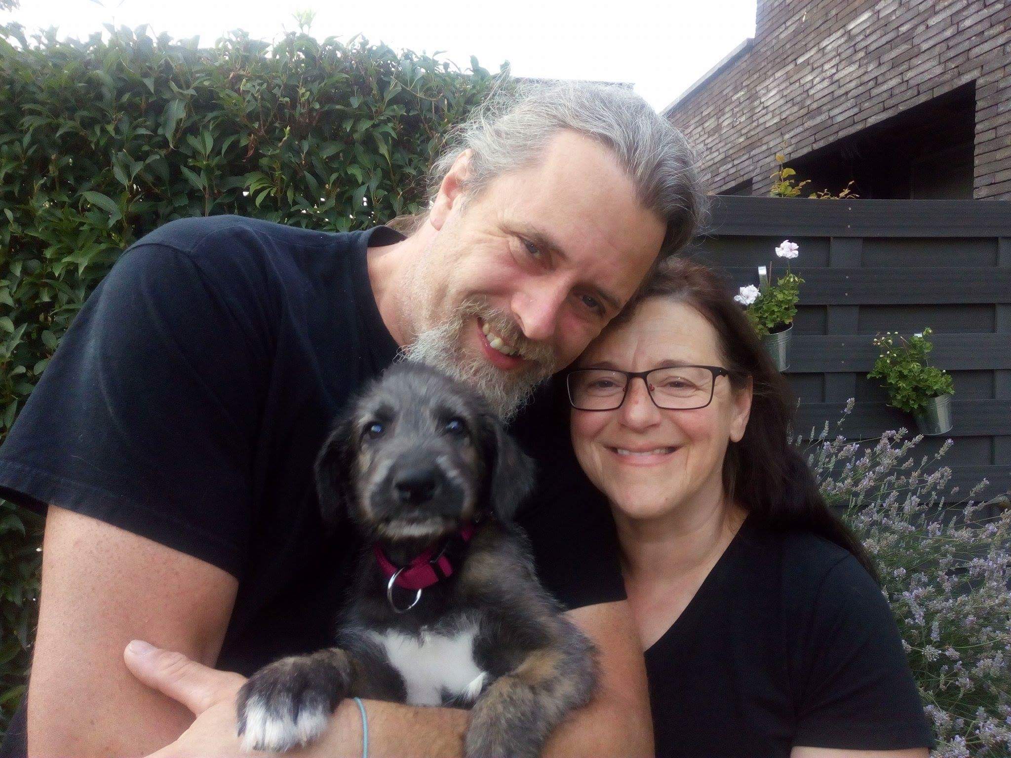 Ierse Wolfshond Ragna pup