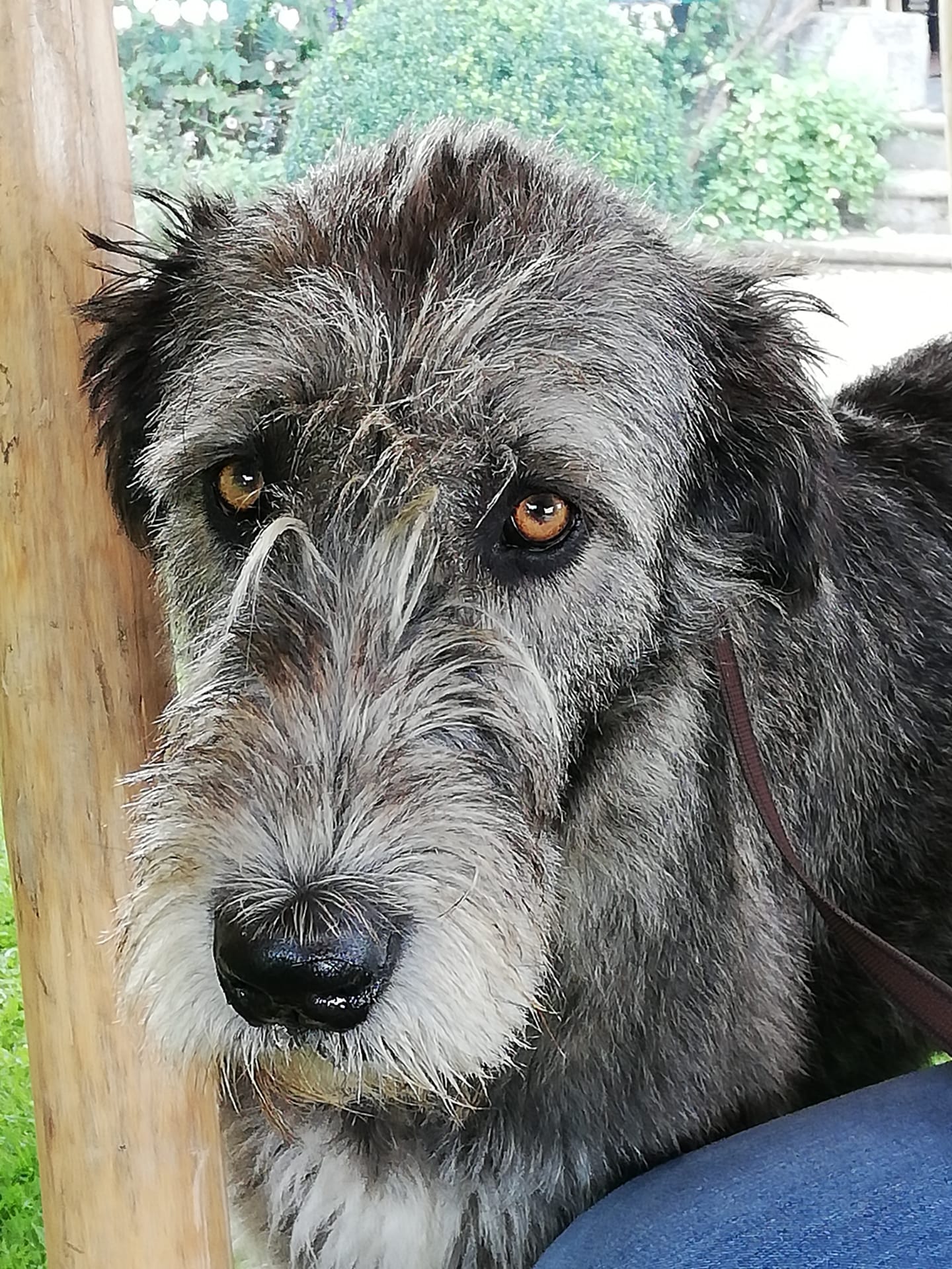 Ierse Wolfshond Ragna